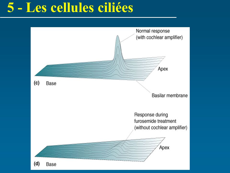 5 - Les cellules ciliées