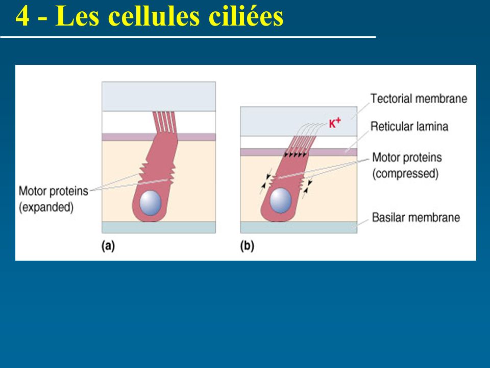 4 - Les cellules ciliées
