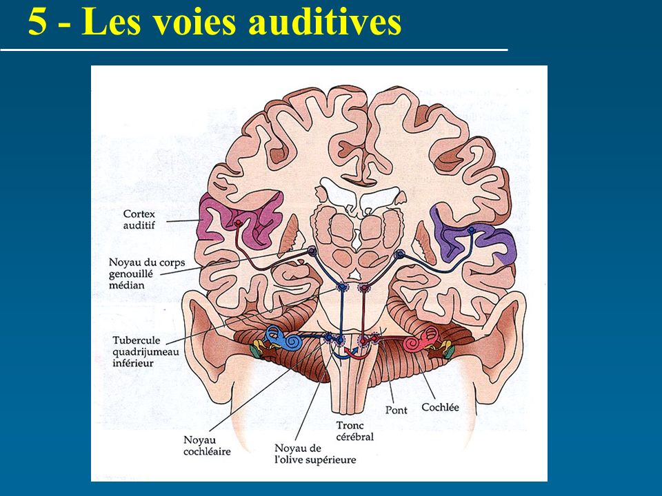 5 - Les voies auditives