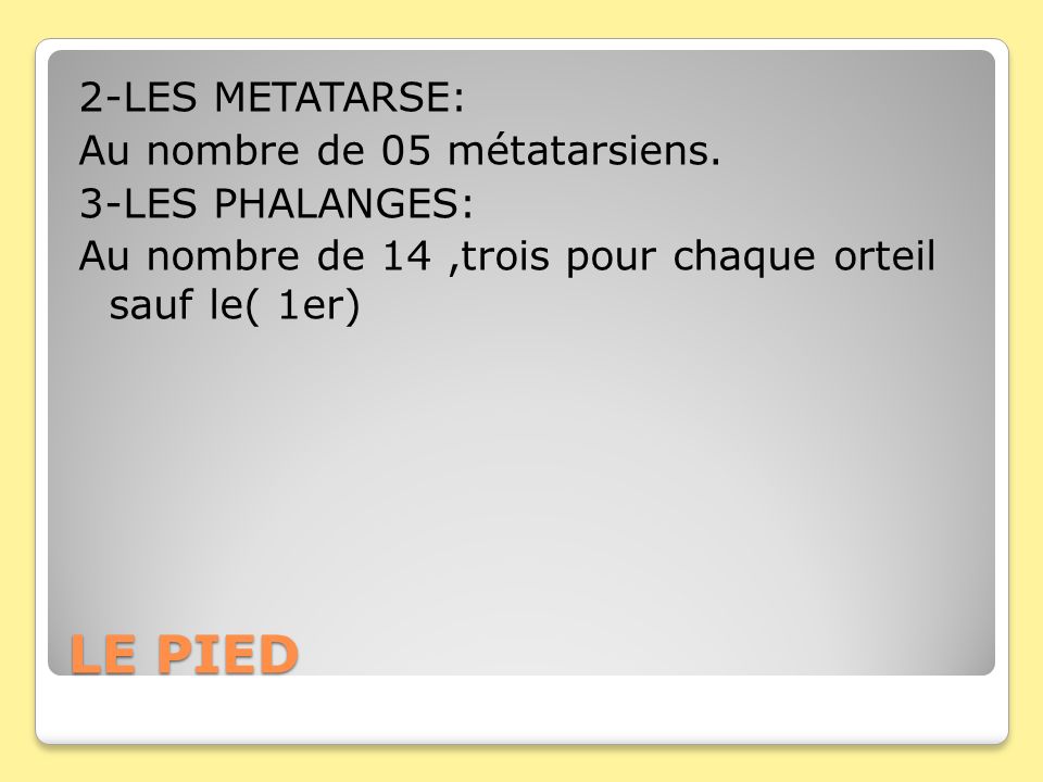 LE PIED 2-LES METATARSE: Au nombre de 05 métatarsiens.