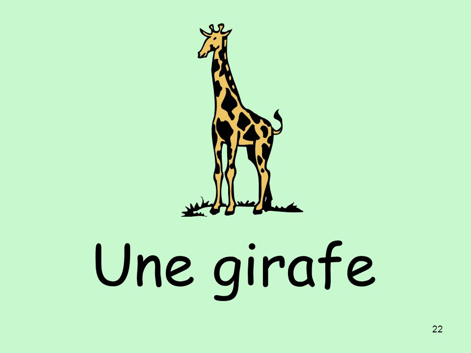 Une girafe