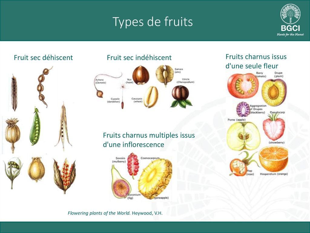 Fruit sec indéhiscent : définition et explications