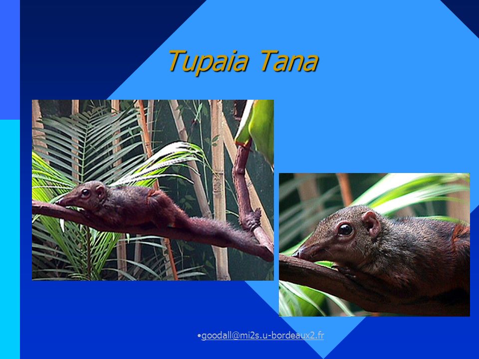 Tupaia Tana