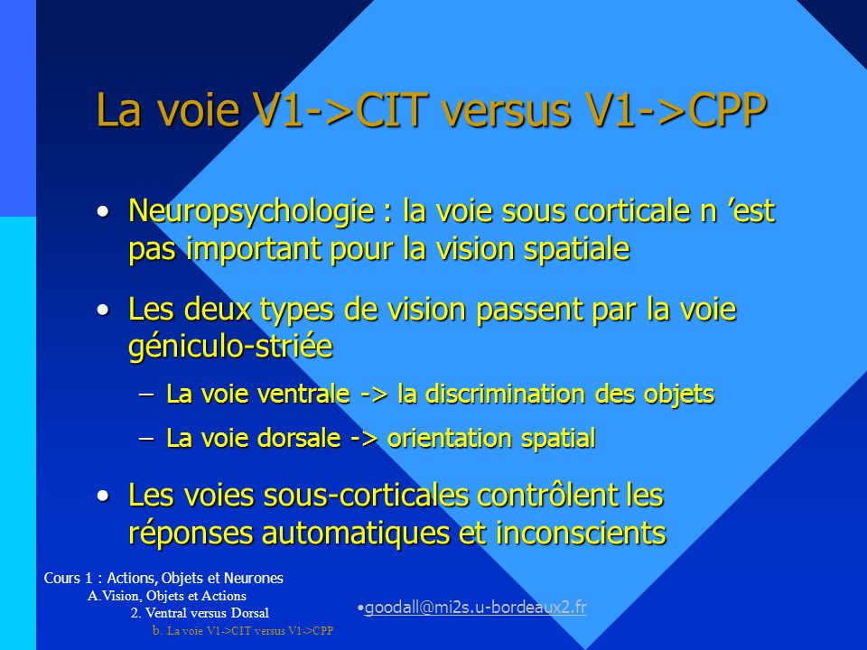La voie V1->CIT versus V1->CPP