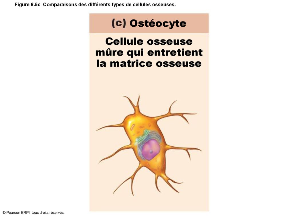 Figure 6.5c Comparaisons des différents types de cellules osseuses.