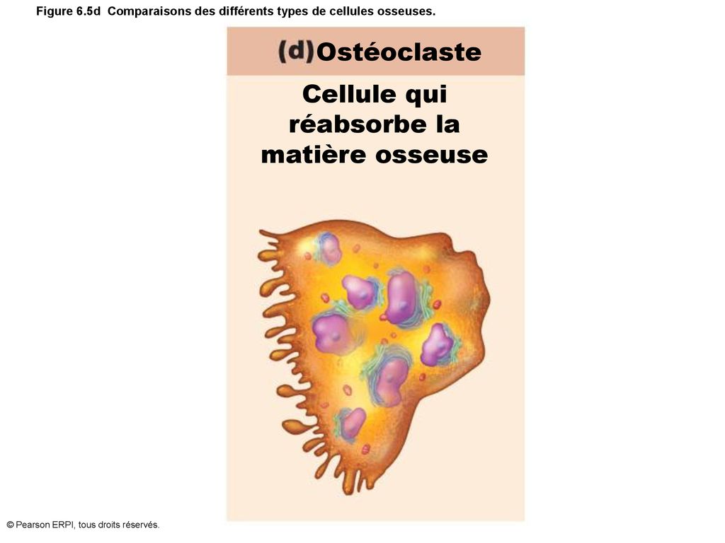 Figure 6.5d Comparaisons des différents types de cellules osseuses.