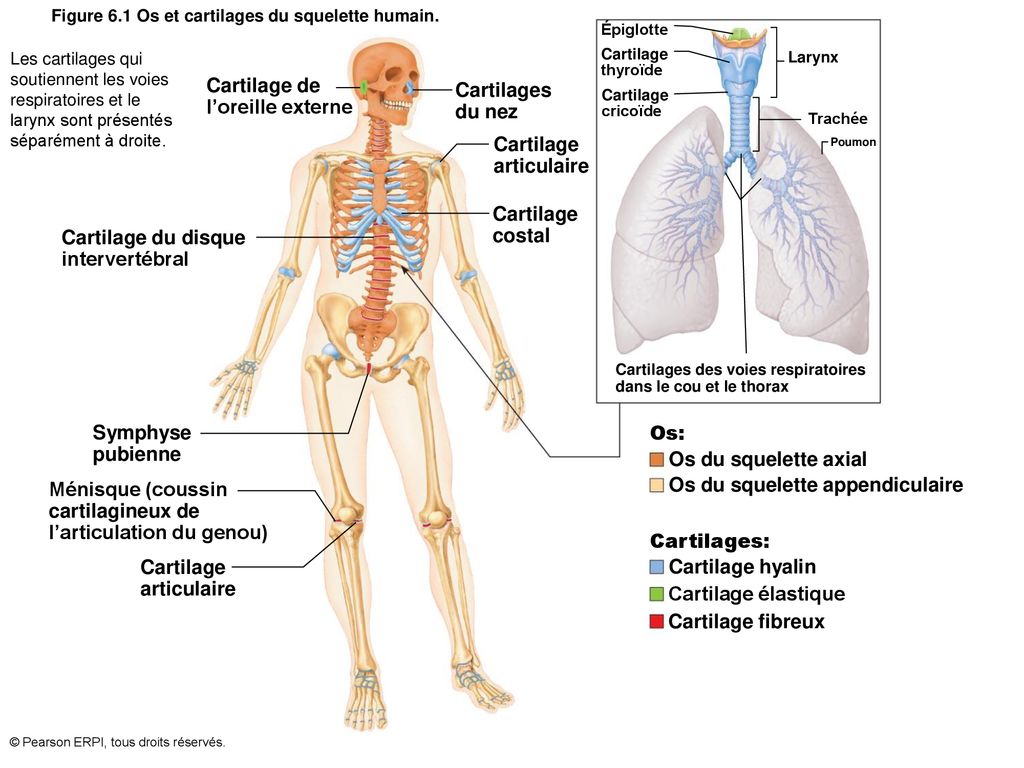 Figure 6.1 Os et cartilages du squelette humain.
