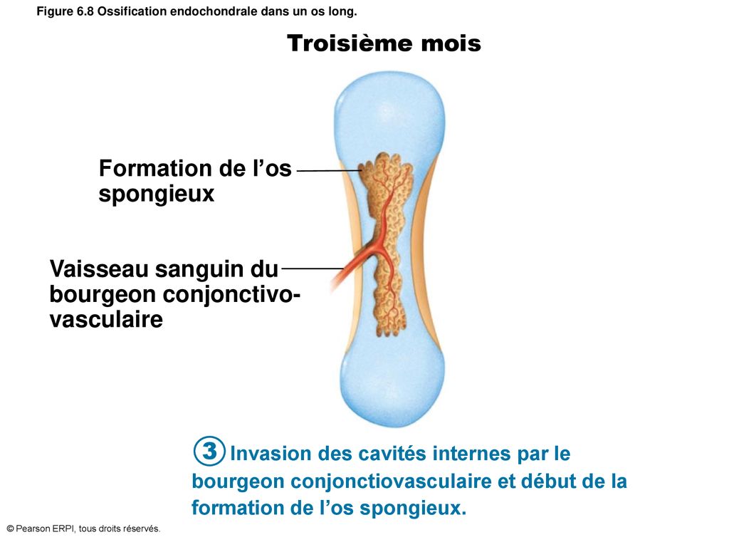 Figure 6.8 Ossification endochondrale dans un os long.