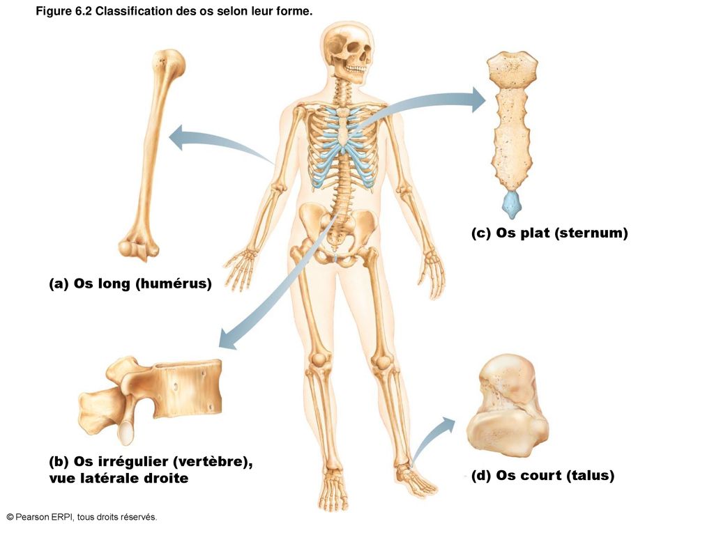 Figure 6.2 Classification des os selon leur forme.