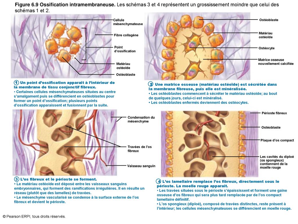 Figure 6. 9 Ossification intramembraneuse