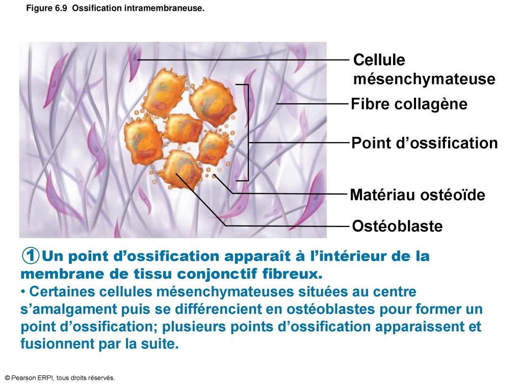 Figure 6.9 Ossification intramembraneuse.