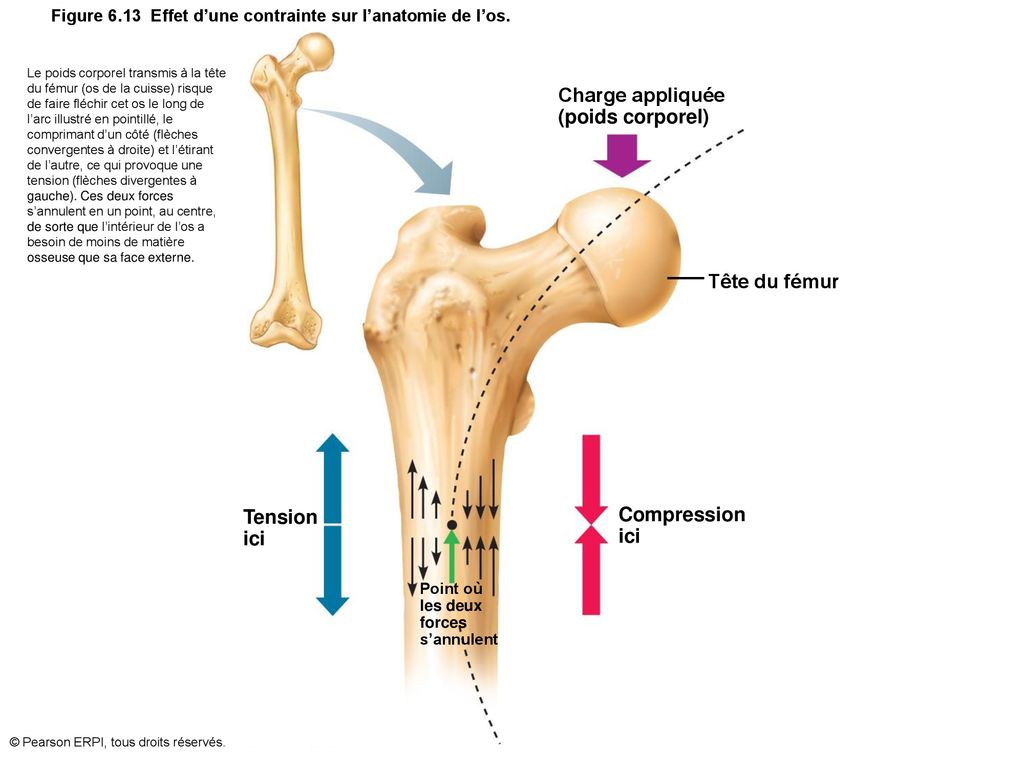 Figure 6.13 Effet d’une contrainte sur l’anatomie de l’os.