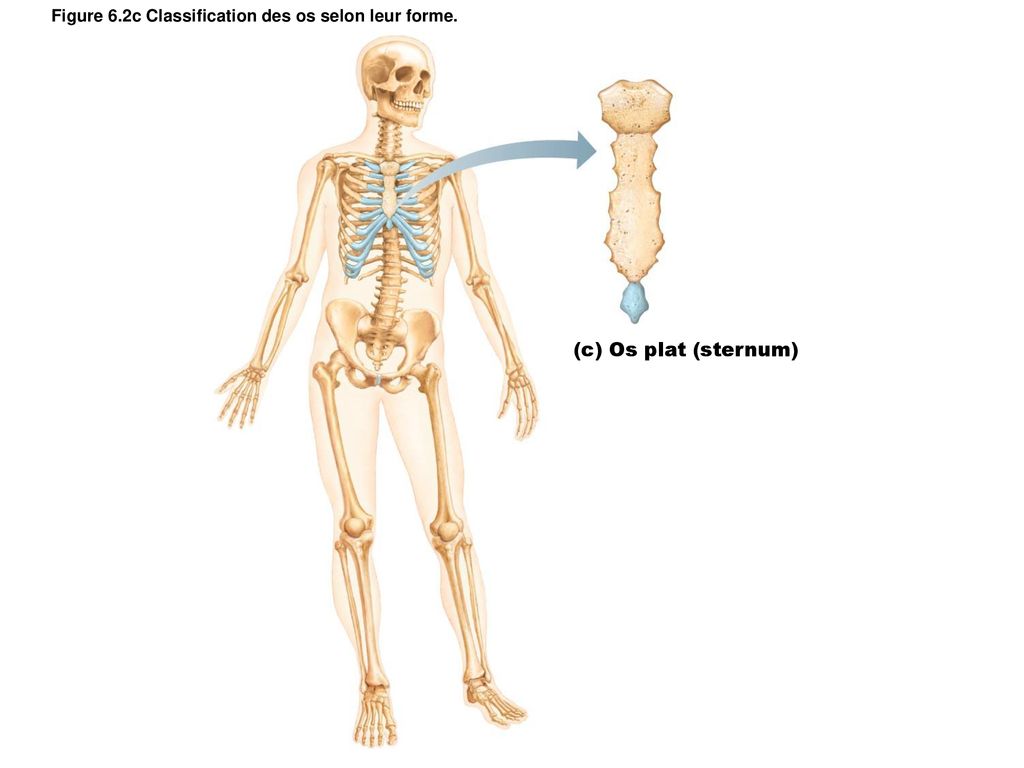 Figure 6.2c Classification des os selon leur forme.