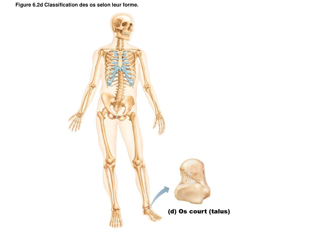 Figure 6.2d Classification des os selon leur forme.