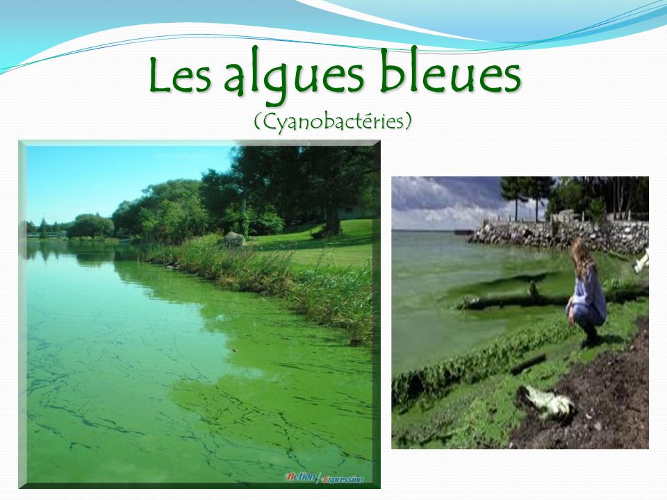 Les algues bleues (Cyanobactéries)