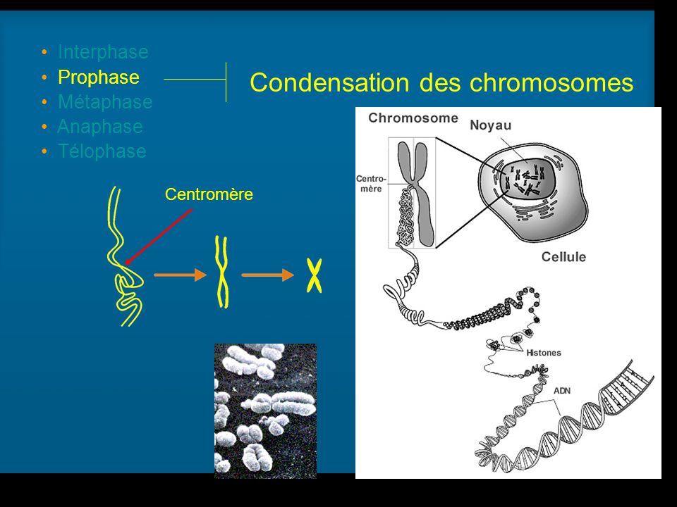 Condensation des chromosomes
