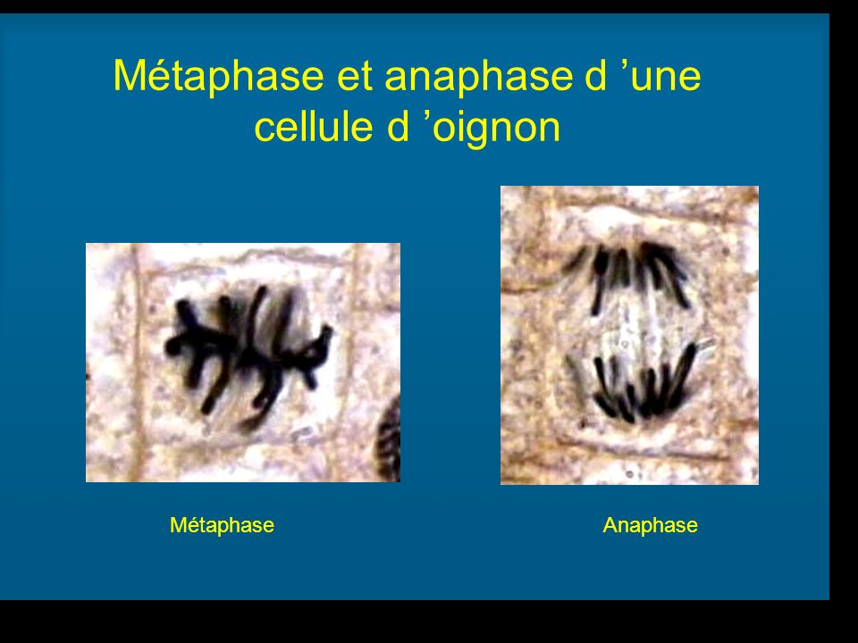 Métaphase et anaphase d ’une cellule d ’oignon
