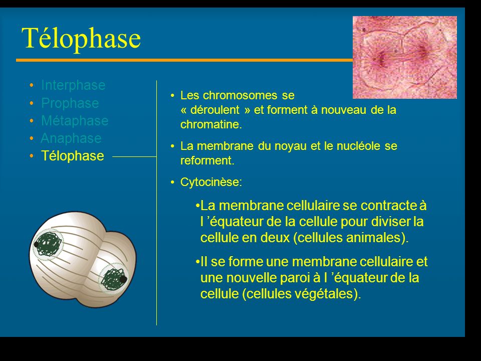 Télophase Interphase Prophase Métaphase Anaphase Télophase