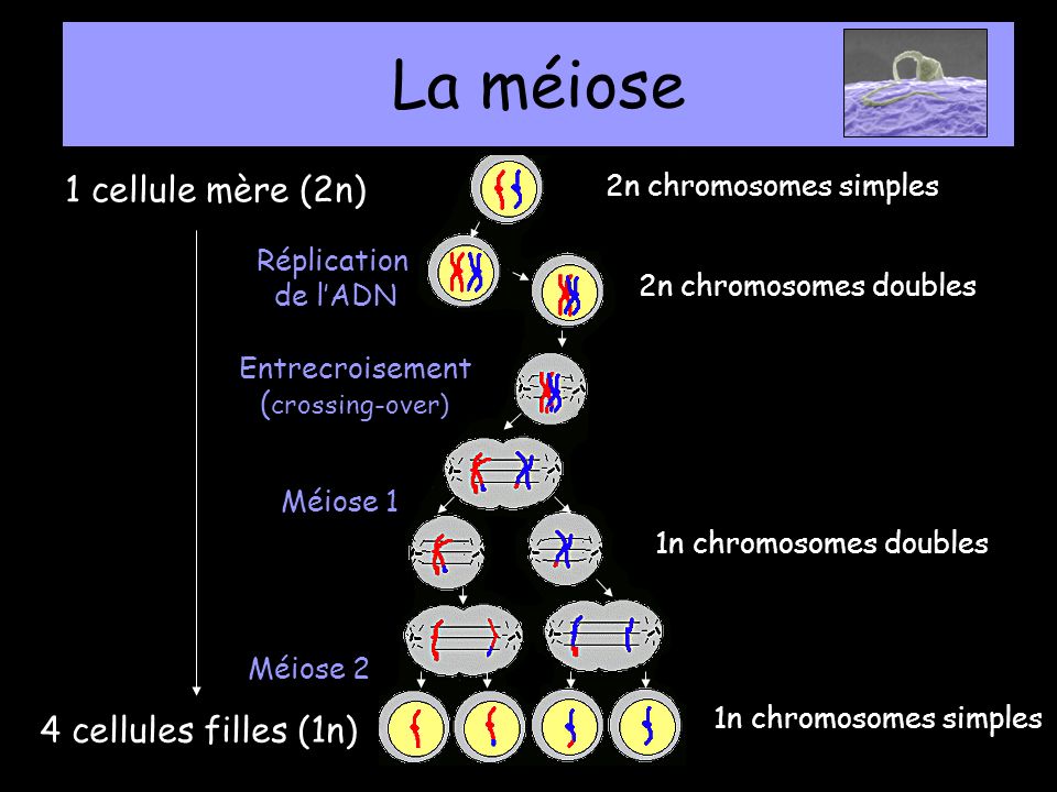 La méiose 1 cellule mère (2n) 4 cellules filles (1n)