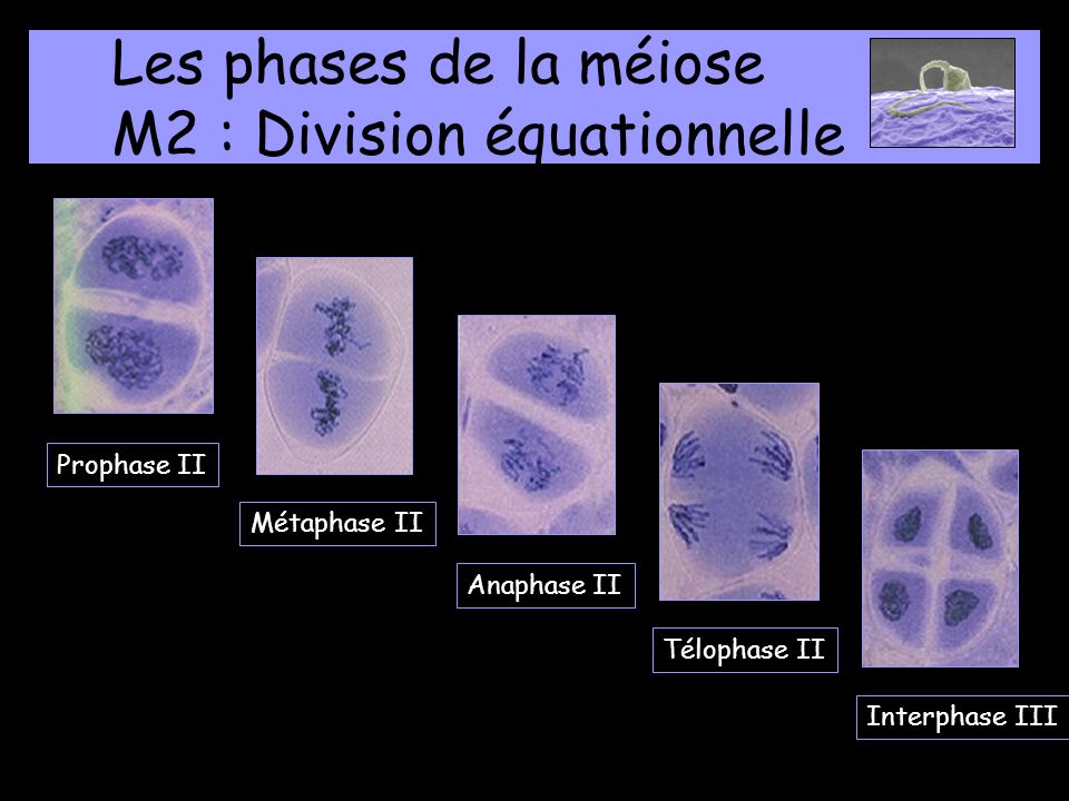Les phases de la méiose M2 : Division équationnelle