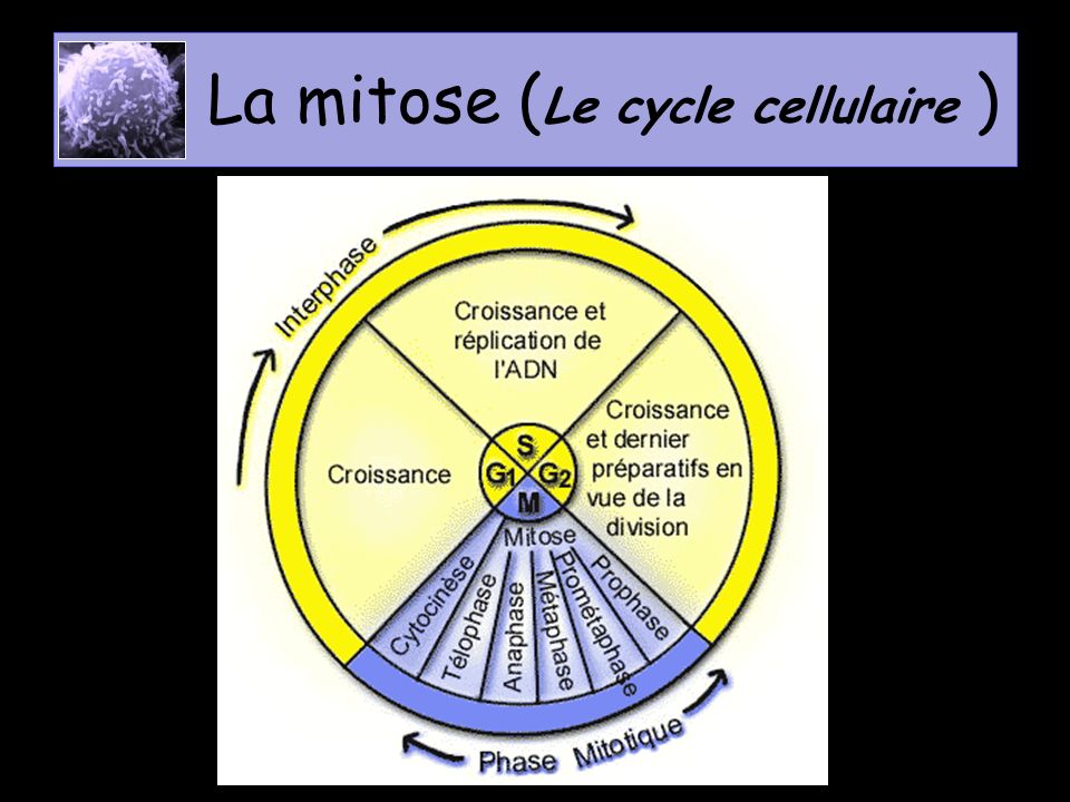 La mitose (Le cycle cellulaire )