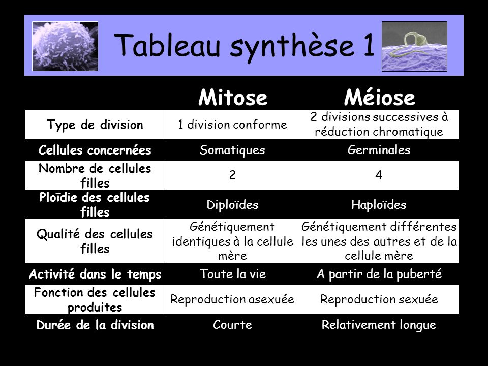 Tableau synthèse 1 Mitose Méiose Type de division 1 division conforme