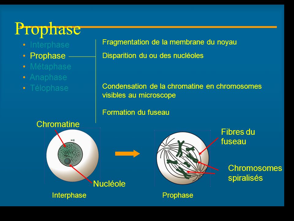 Prophase Interphase Prophase Métaphase Anaphase Télophase Chromatine