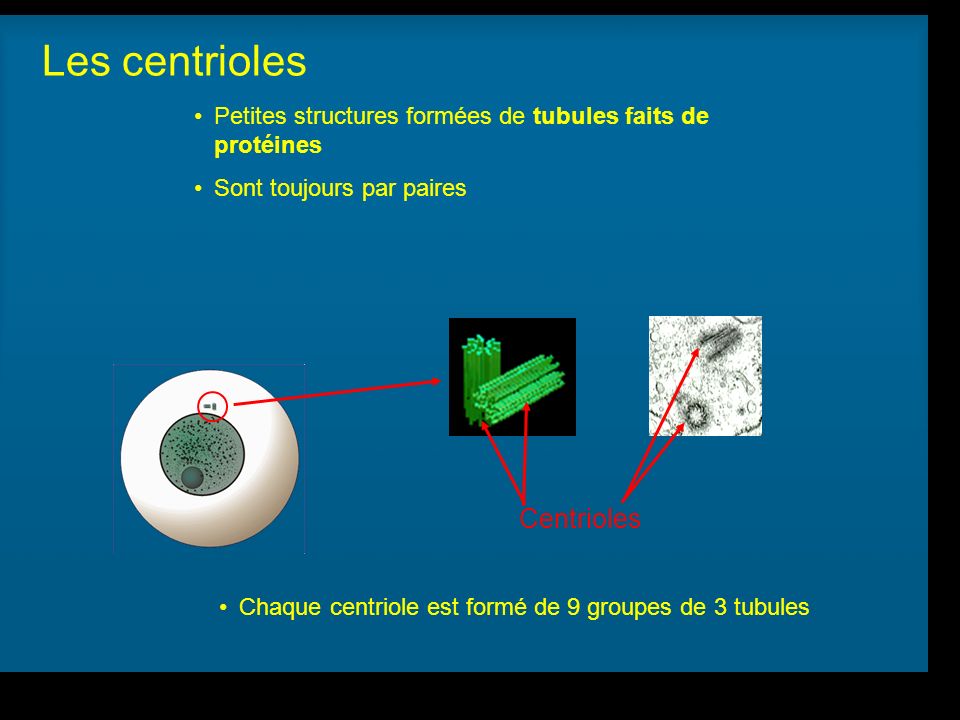 Les centrioles Centrioles