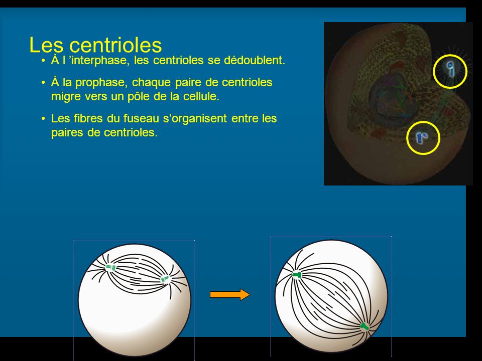 Les centrioles À l ’interphase, les centrioles se dédoublent.