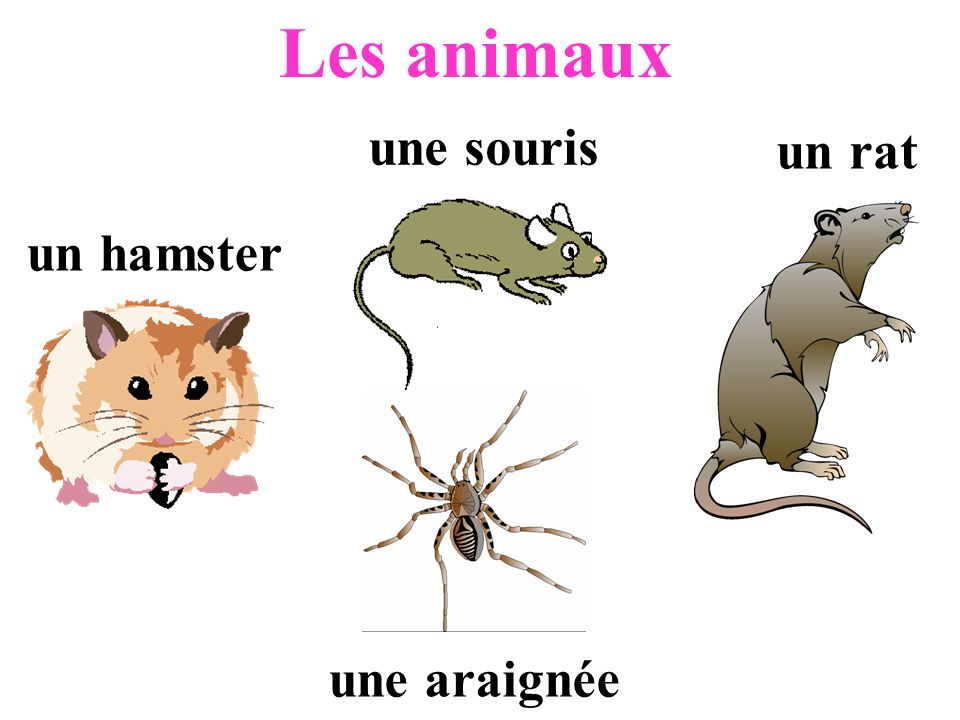 Les animaux une souris un rat un hamster une araignée