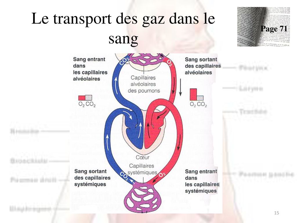 Physiologie des systèmes intégrés, les principes et fonctions - Transport  des gaz dans le sang