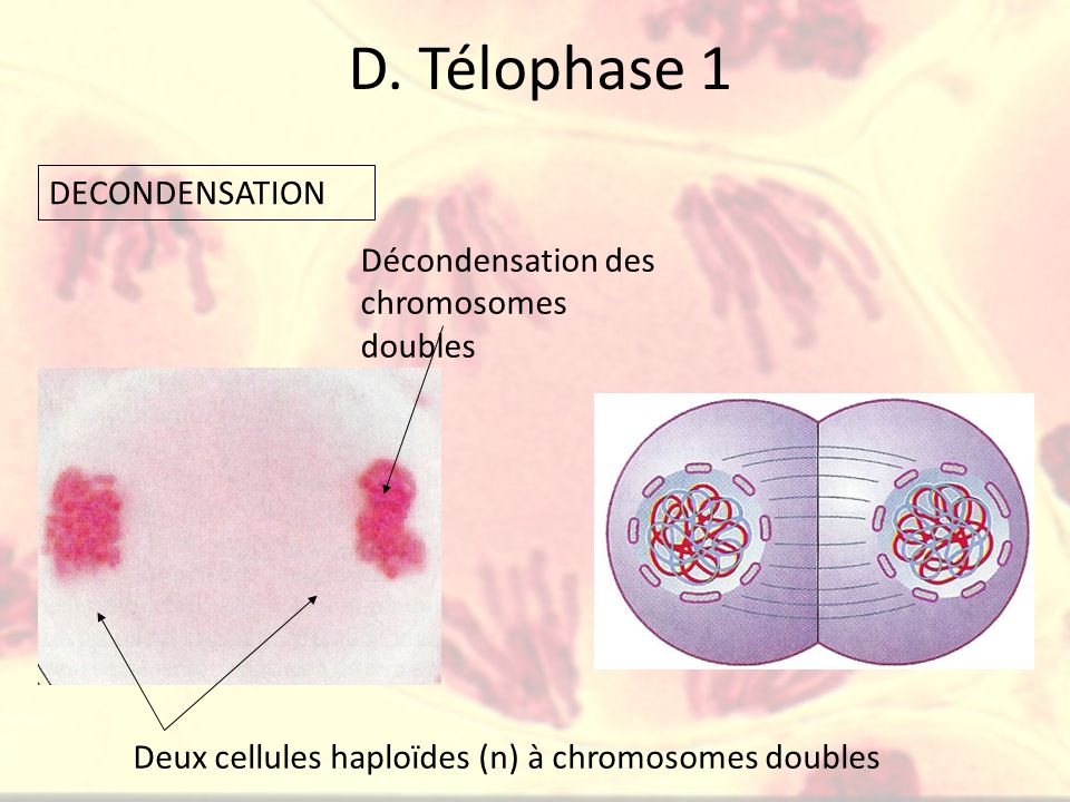 D. Télophase 1 DECONDENSATION Décondensation des chromosomes doubles