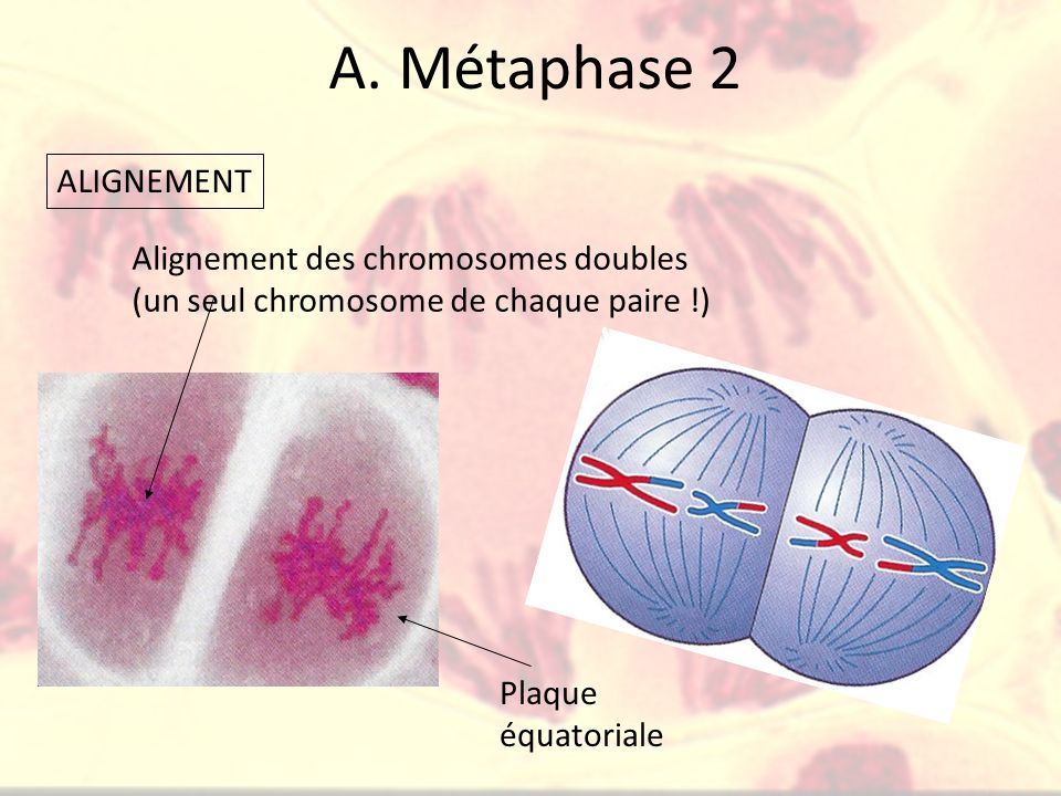 A. Métaphase 2 ALIGNEMENT