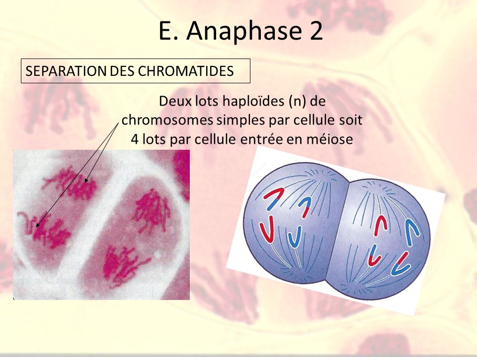 E. Anaphase 2 SEPARATION DES CHROMATIDES
