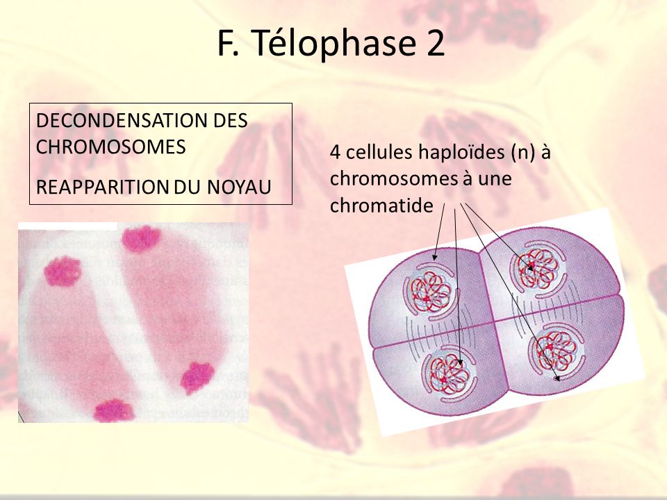 F. Télophase 2 DECONDENSATION DES CHROMOSOMES REAPPARITION DU NOYAU