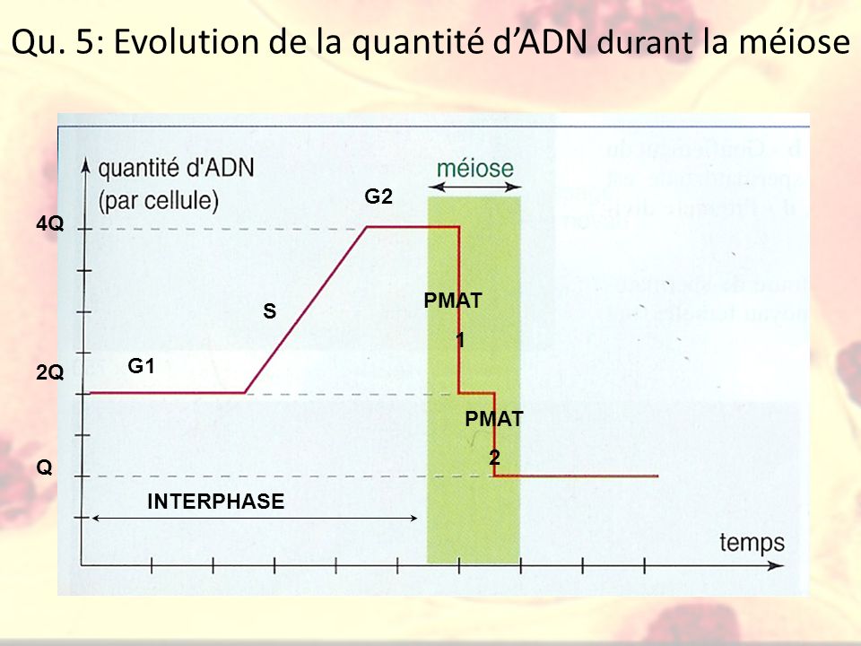 Qu. 5: Evolution de la quantité d’ADN durant la méiose