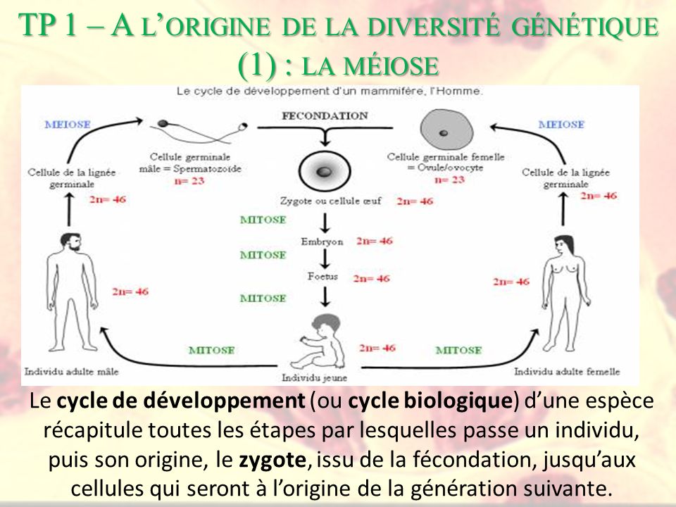 TP 1 – A l’origine de la diversité génétique (1) : la méiose