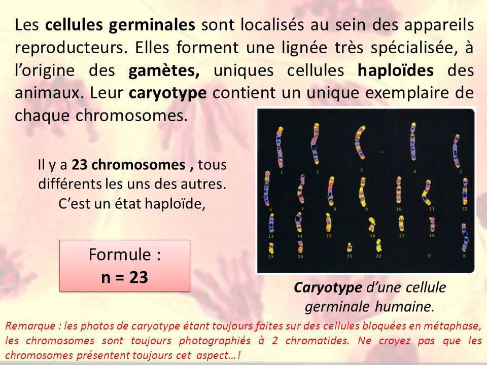 Caryotype d’une cellule germinale humaine.