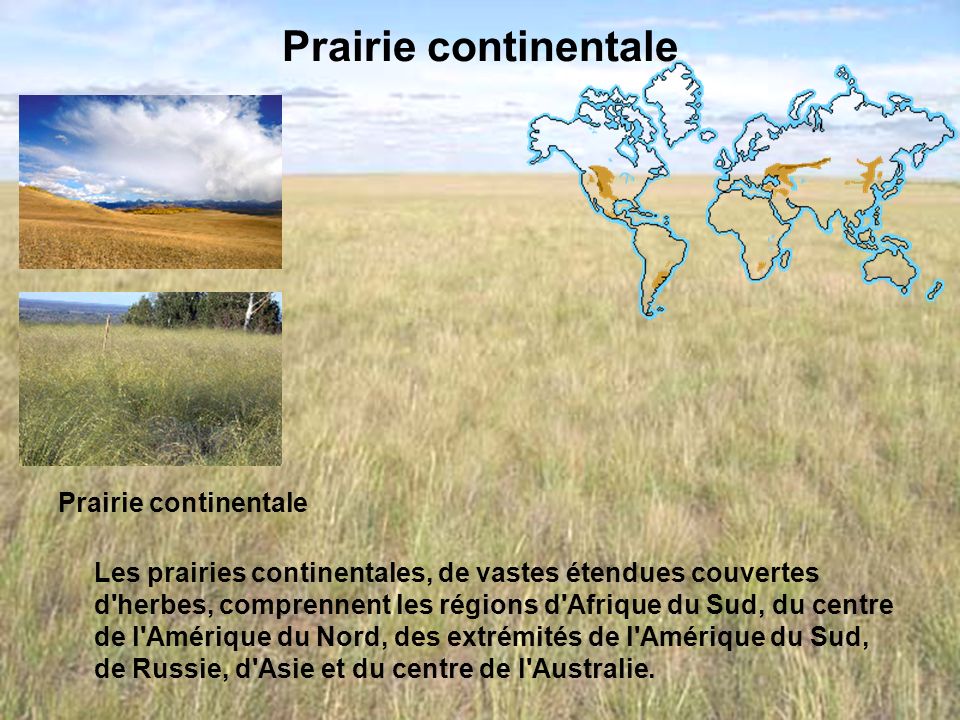Prairie continentale
