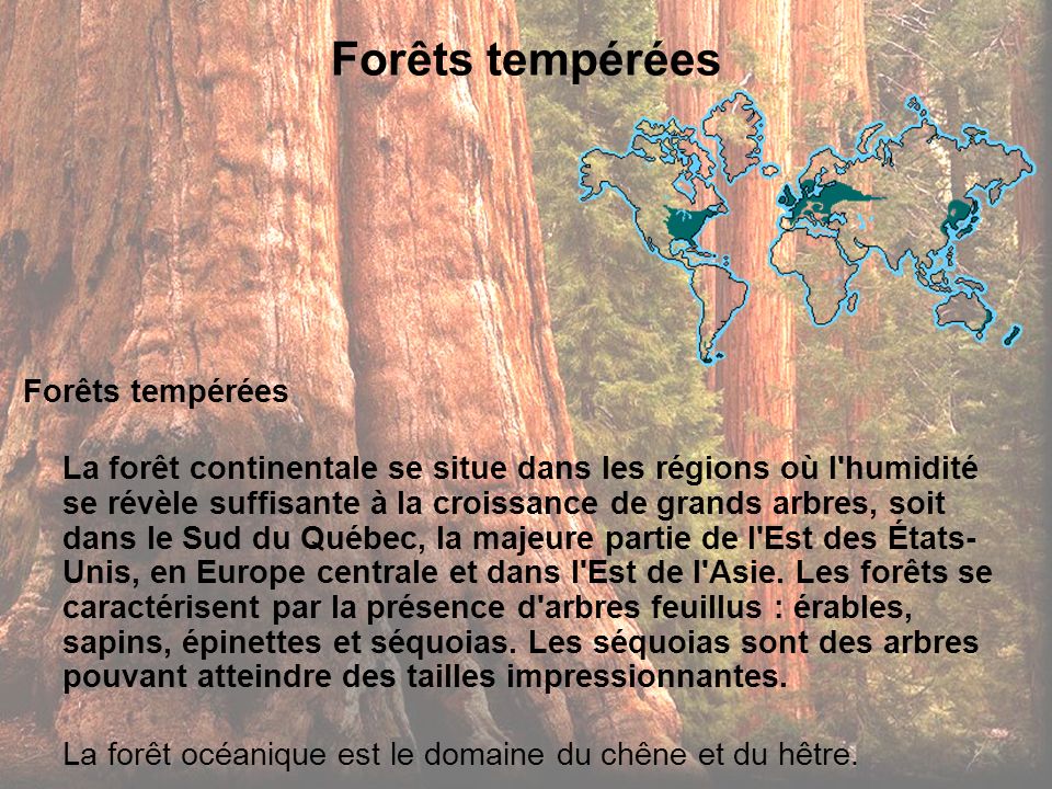 Forêts tempérées