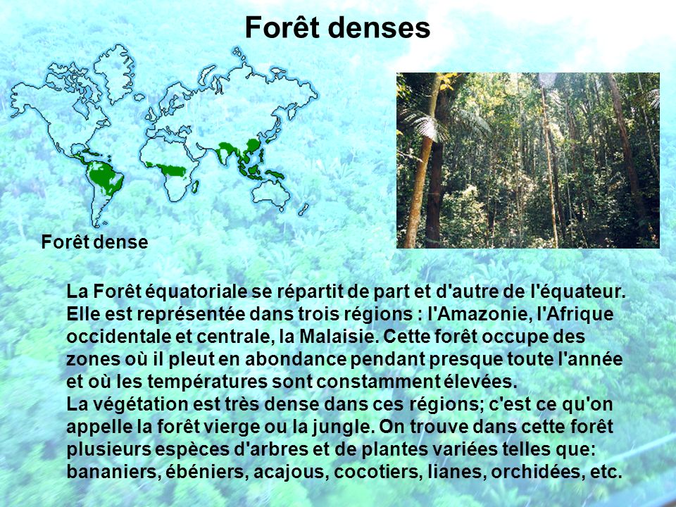 Forêt denses