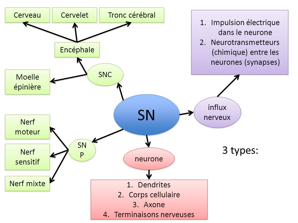 SN 3 types: Cerveau Cervelet Tronc cérébral