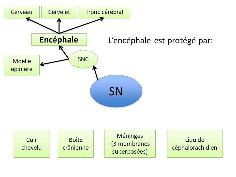 SN Encéphale L’encéphale est protégé par: Cerveau Cervelet