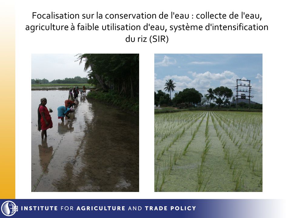 Focalisation sur la conservation de l eau : collecte de l eau, agriculture à faible utilisation d eau, système d intensification du riz (SIR)