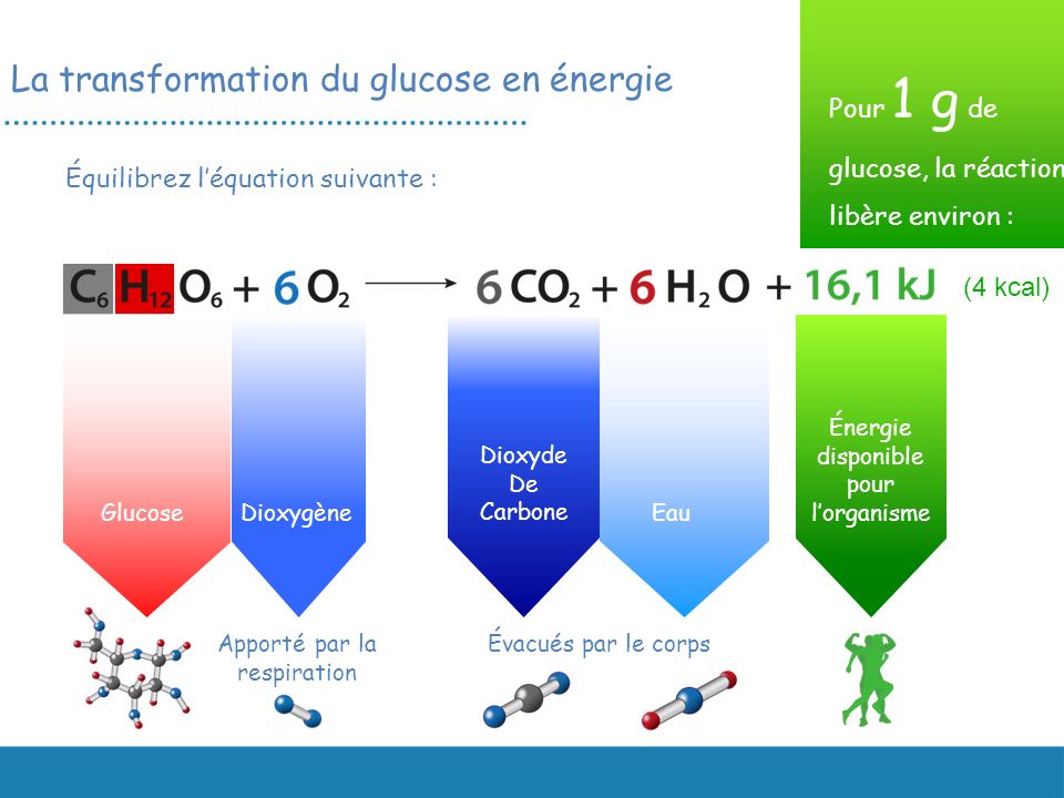 La transformation du glucose en énergie