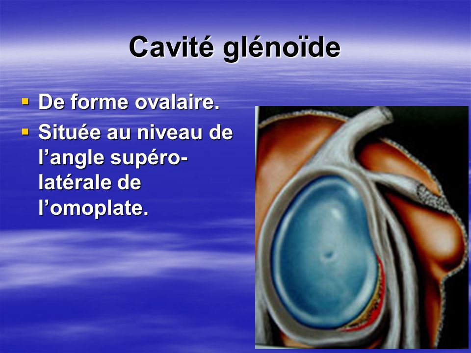 Cavité glénoïde De forme ovalaire.
