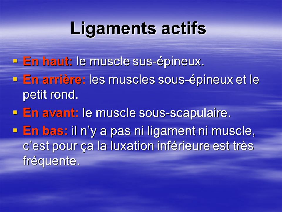 Ligaments actifs En haut: le muscle sus-épineux.