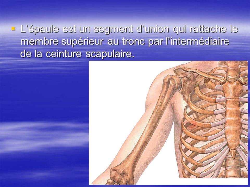 L’épaule est un segment d’union qui rattache le membre supérieur au tronc par l’intermédiaire de la ceinture scapulaire.