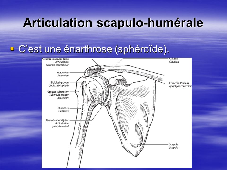 Articulation scapulo-humérale