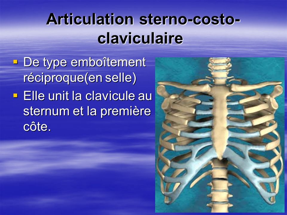 Articulation sterno-costo-claviculaire